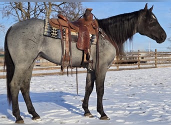 American Quarter Horse, Mare, 4 years, 14,3 hh, Roan-Blue