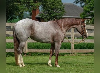American Quarter Horse, Mare, 4 years, 14.3 hh, Roan-Red