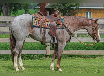 American Quarter Horse, Mare, 4 years, 14.3 hh, Roan-Red