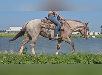 American Quarter Horse, Mare, 4 years, 14.3 hh, Roan-Red