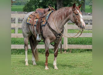 American Quarter Horse, Mare, 4 years, 14.3 hh, Roan-Red