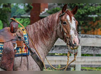 American Quarter Horse, Mare, 4 years, 14.3 hh, Roan-Red