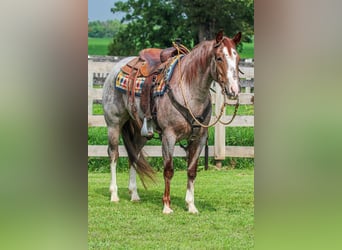 American Quarter Horse, Mare, 4 years, 14.3 hh, Roan-Red