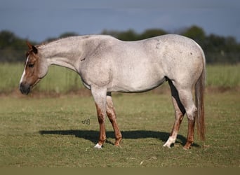 American Quarter Horse, Mare, 4 years, 14,3 hh, Roan-Red