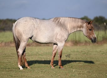 American Quarter Horse, Mare, 4 years, 14,3 hh, Roan-Red