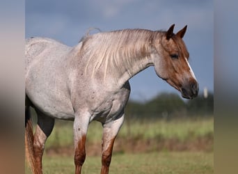 American Quarter Horse, Mare, 4 years, 14,3 hh, Roan-Red