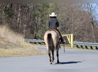 American Quarter Horse, Mare, 4 years, 14 hh, Buckskin