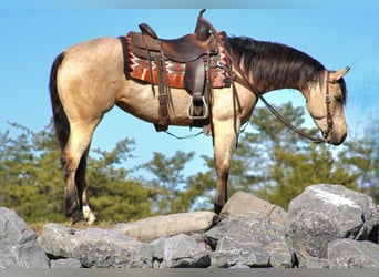 American Quarter Horse, Mare, 4 years, 14 hh, Buckskin