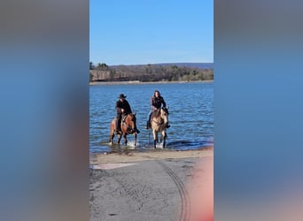 American Quarter Horse, Mare, 4 years, 14 hh, Buckskin