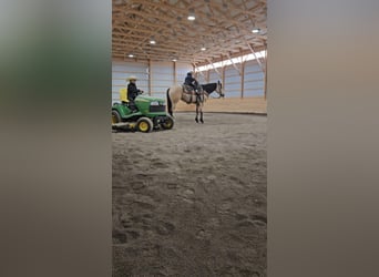 American Quarter Horse, Mare, 4 years, 14 hh, Buckskin