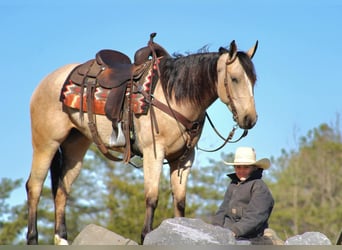 American Quarter Horse, Mare, 4 years, 14 hh, Buckskin