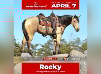 American Quarter Horse, Mare, 4 years, 14 hh, Buckskin
