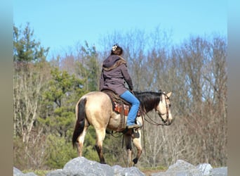 American Quarter Horse, Mare, 4 years, 14 hh, Buckskin