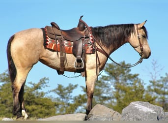 American Quarter Horse, Mare, 4 years, 14 hh, Buckskin