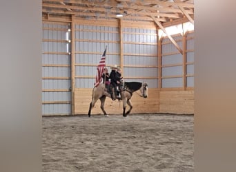 American Quarter Horse, Mare, 4 years, 14 hh, Buckskin
