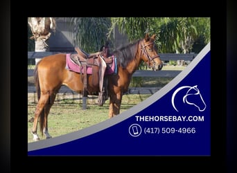 American Quarter Horse, Mare, 4 years, 14 hh, Chestnut