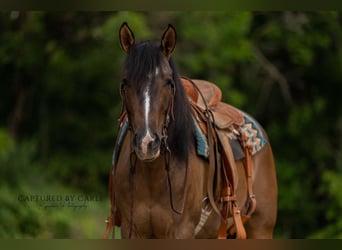 American Quarter Horse, Mare, 4 years, 14 hh, Dun