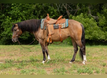American Quarter Horse, Mare, 4 years, 14 hh, Dun