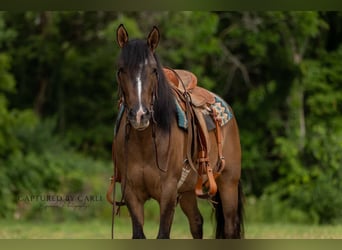 American Quarter Horse, Mare, 4 years, 14 hh, Dun