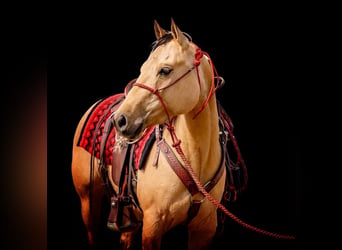 American Quarter Horse, Mare, 4 years, 14 hh, Dun