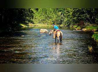 American Quarter Horse, Mare, 4 years, 14 hh, Dun