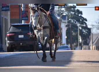 American Quarter Horse, Mare, 4 years, 14 hh, Grey