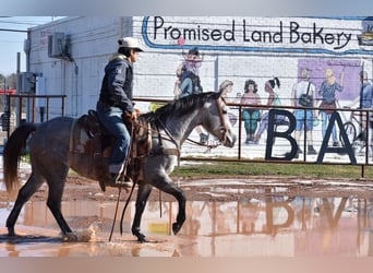 American Quarter Horse, Mare, 4 years, 14 hh, Grey