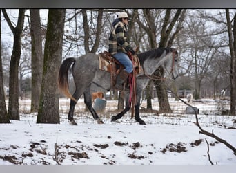 American Quarter Horse, Mare, 4 years, 14 hh, Grey