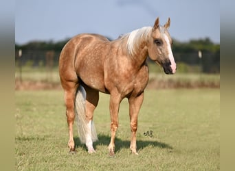 American Quarter Horse, Mare, 4 years, 14 hh, Palomino