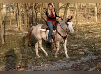 American Quarter Horse, Mare, 4 years, 14 hh, Sabino