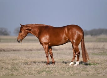 American Quarter Horse, Mare, 4 years, 14 hh, Sorrel