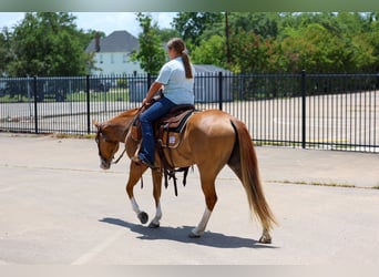 American Quarter Horse, Mare, 4 years, 14 hh, Sorrel