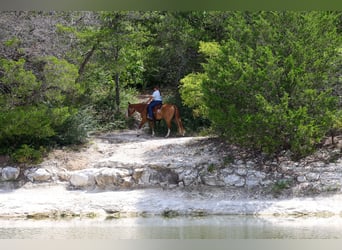 American Quarter Horse, Mare, 4 years, 14 hh, Sorrel