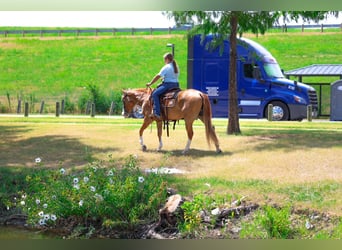 American Quarter Horse, Mare, 4 years, 14 hh, Sorrel
