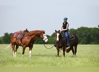 American Quarter Horse, Mare, 4 years, 14 hh, Sorrel