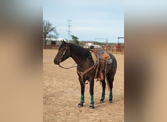 American Quarter Horse, Mare, 4 years, 14,1 hh, Black