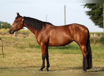 American Quarter Horse, Mare, 4 years, 14,1 hh, Brown