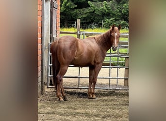 American Quarter Horse, Mare, 4 years, 14,1 hh, Chestnut-Red
