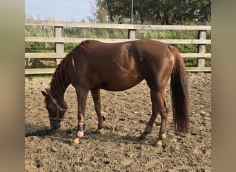 American Quarter Horse, Mare, 4 years, 14,1 hh, Chestnut