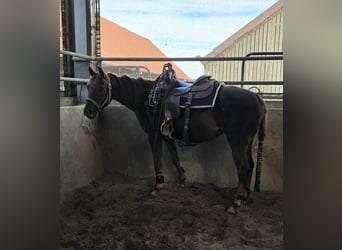 American Quarter Horse, Mare, 4 years, 14,1 hh, Chestnut