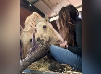 American Quarter Horse, Mare, 4 years, 14,1 hh, Palomino