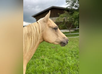 American Quarter Horse, Mare, 4 years, 14,1 hh, Palomino