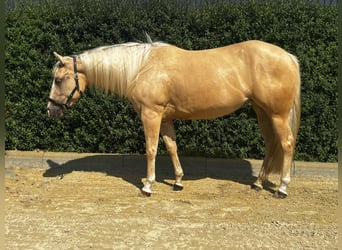 American Quarter Horse, Mare, 4 years, 14,1 hh, Palomino