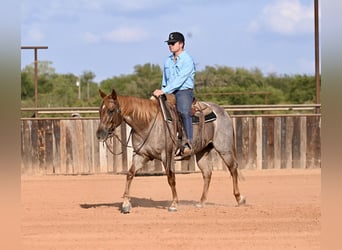 American Quarter Horse, Mare, 4 years, 14,1 hh, Roan-Red