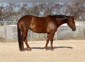 American Quarter Horse, Mare, 4 years, 14,1 hh, Sorrel