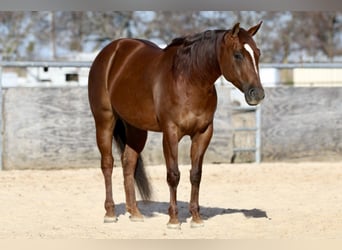 American Quarter Horse, Mare, 4 years, 14,1 hh, Sorrel