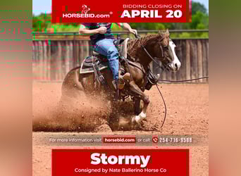 American Quarter Horse, Mare, 4 years, 14,1 hh, Sorrel