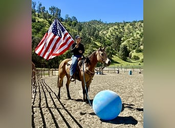 American Quarter Horse, Mare, 4 years, 14,2 hh, Buckskin