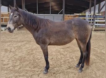 American Quarter Horse, Mare, 4 years, 14,2 hh, Buckskin