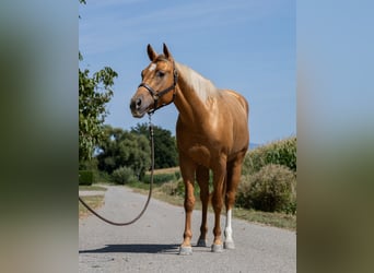 American Quarter Horse, Mare, 4 years, 14,2 hh, Chestnut-Red